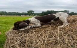 German Shorthaired Pointer dogs for sale: Copper - Image 2
