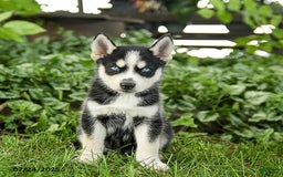 Pomsky dogs for sale: Kibbles - Image 1