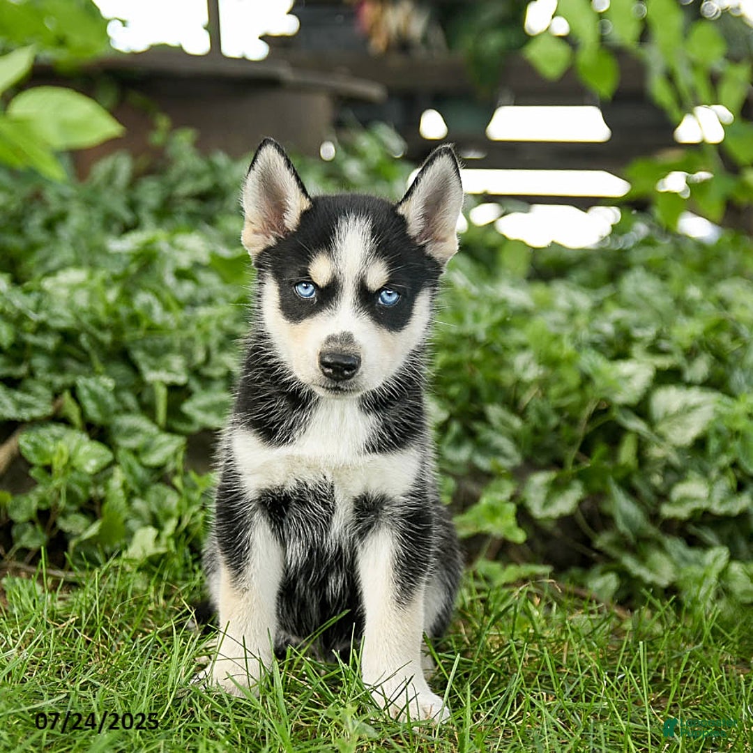 Pomsky dogs for sale: Kibbles - Image 1