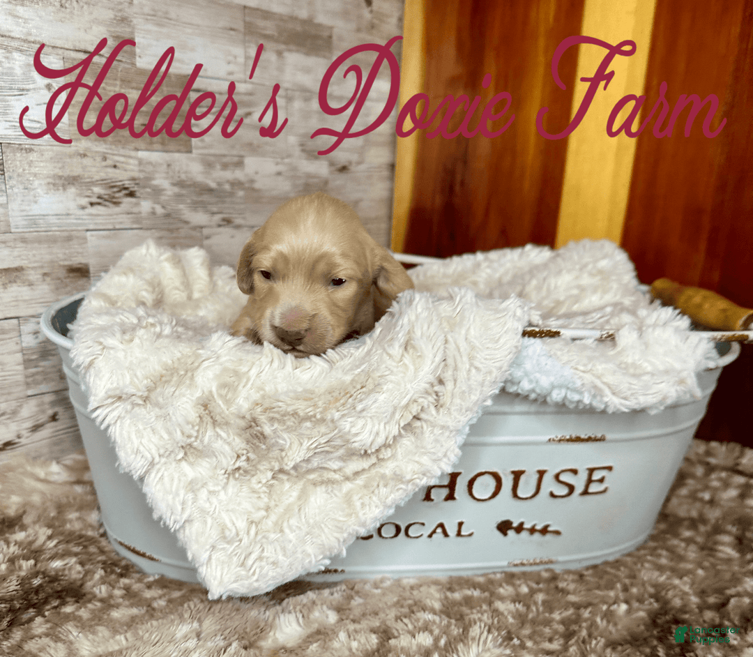 Miniature Dachshund dogs for sale: Thelma Lou - Image 8