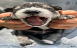 Miniature Schnauzer dogs for sale: Bernie - Image 8