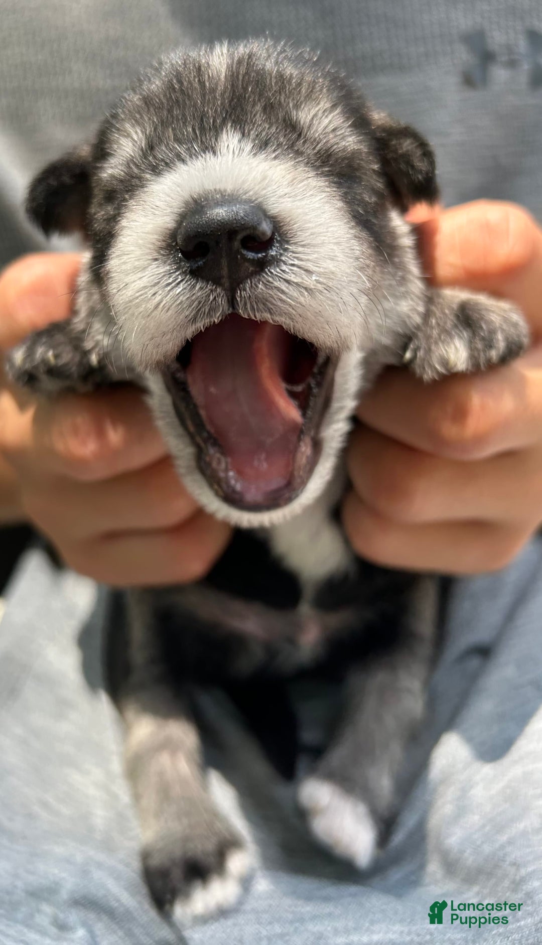 Miniature Schnauzer dogs for sale: Bernie - Image 8