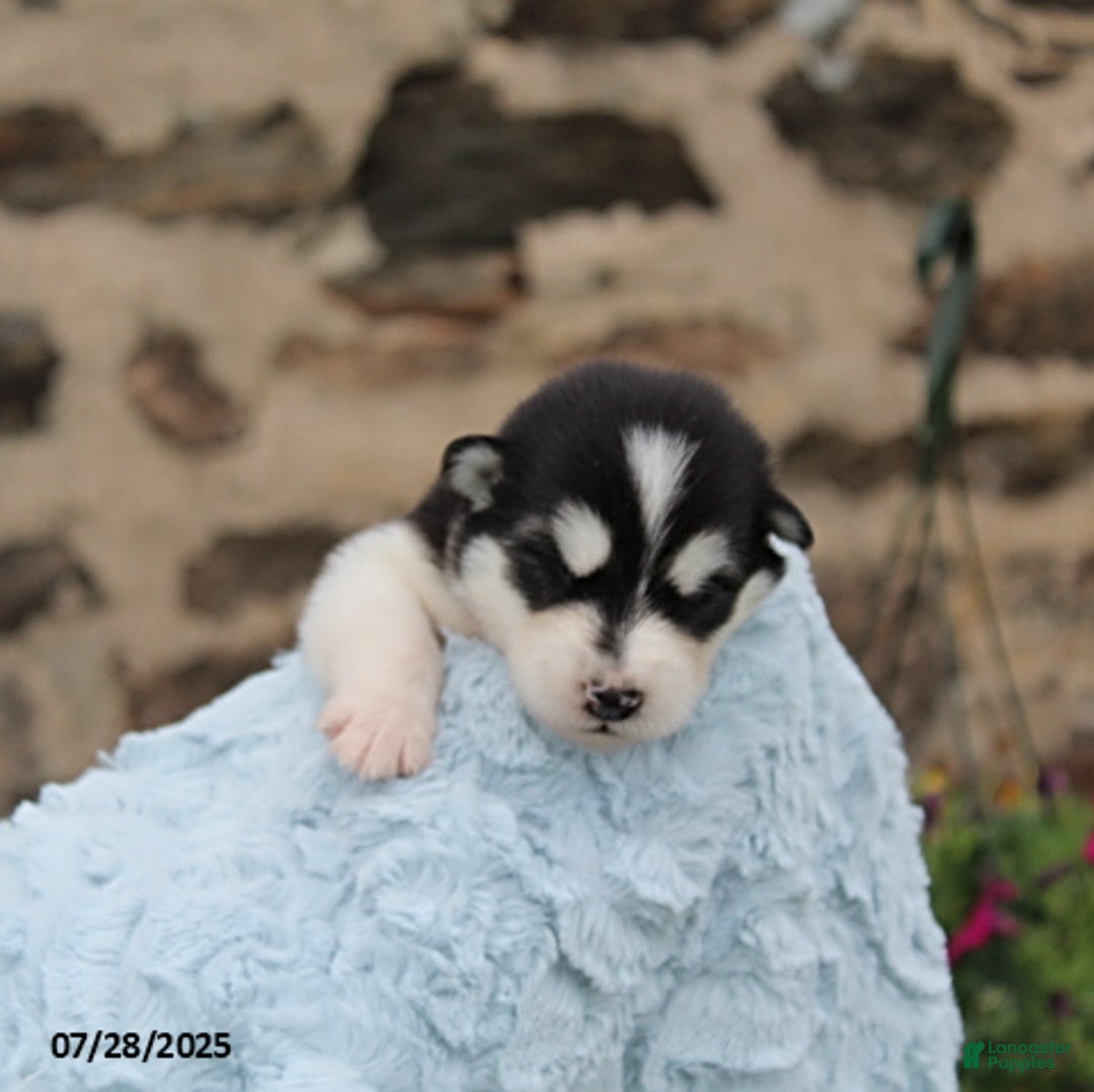 Alaskan Malamute dogs for sale: Cowboy - Image 1