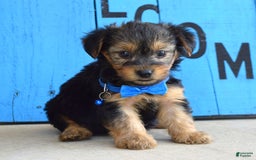 Yorkshire Terrier dogs for sale: Audi - Image 7