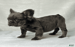 French Bulldog dogs for sale: Sky - Image 4
