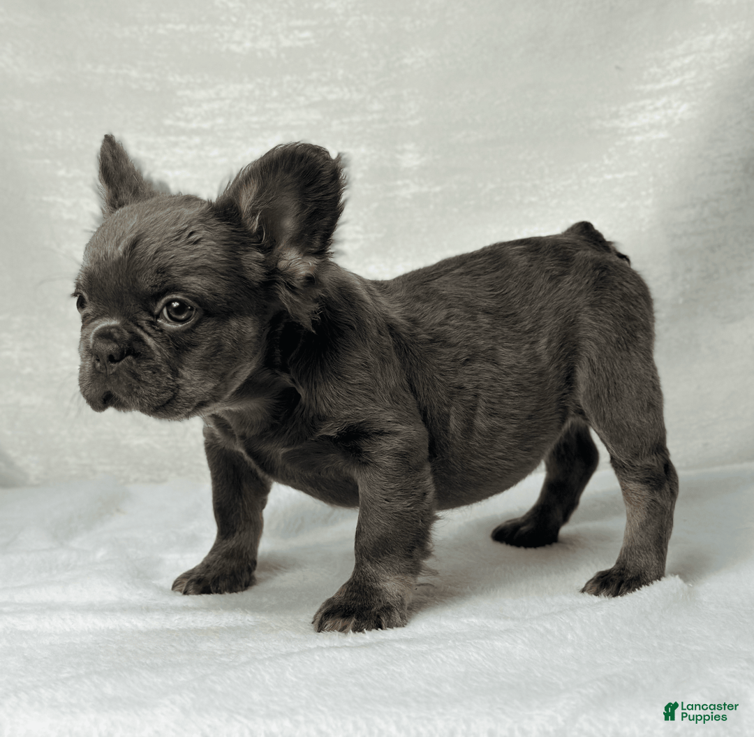 French Bulldog dogs for sale: Sky - Image 4