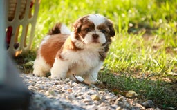 Shih Tzu dogs for sale: Franklin - Image 2