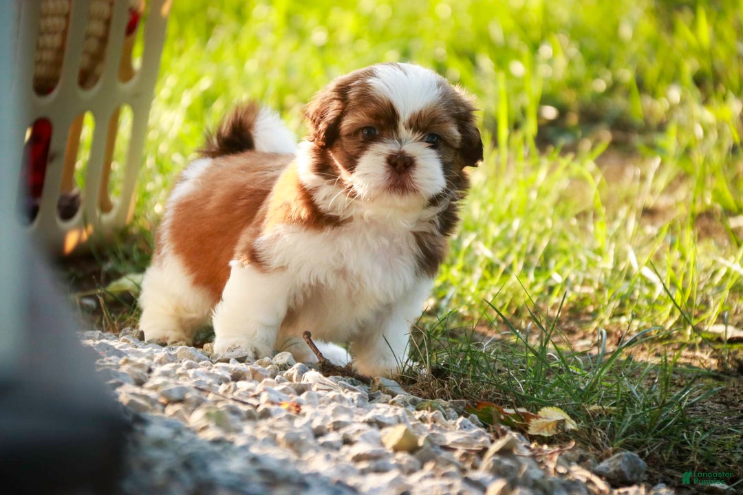 Shih Tzu dogs for sale: Franklin - Image 2