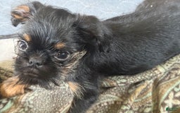 Brussels Griffon dogs for sale: Gianna - Image 5