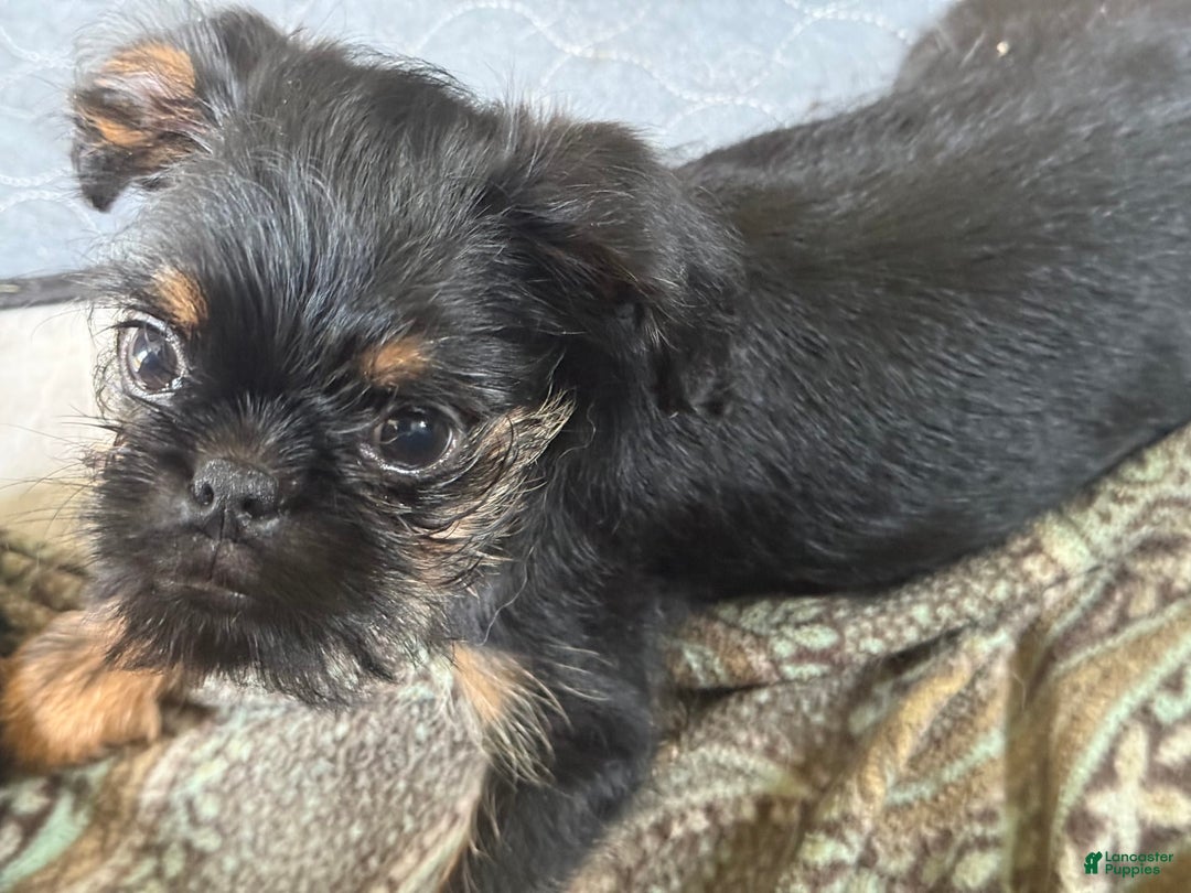 Brussels Griffon dogs for sale: Gianna - Image 5
