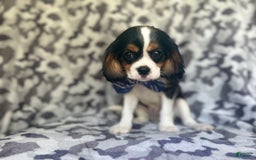 Cavalier King Charles Spaniel dogs for sale: Beans - Image 9