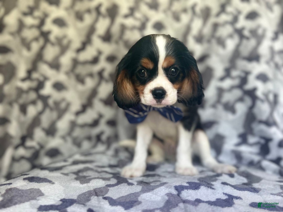 Cavalier King Charles Spaniel dogs for sale: Beans - Image 9