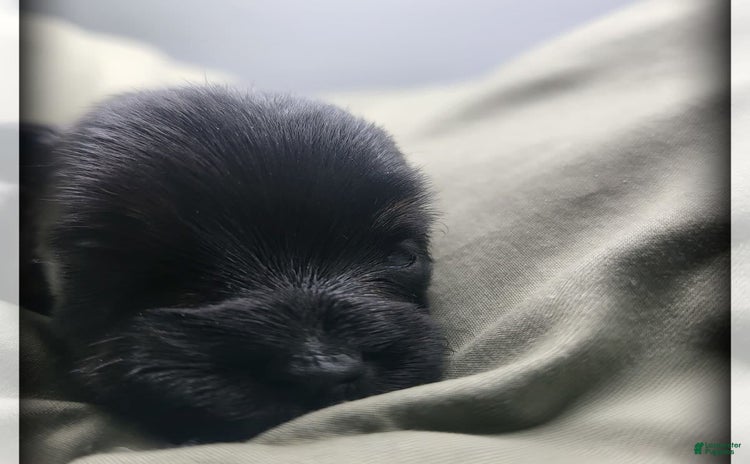 Miniature Schnauzer dogs for sale - Ad 3