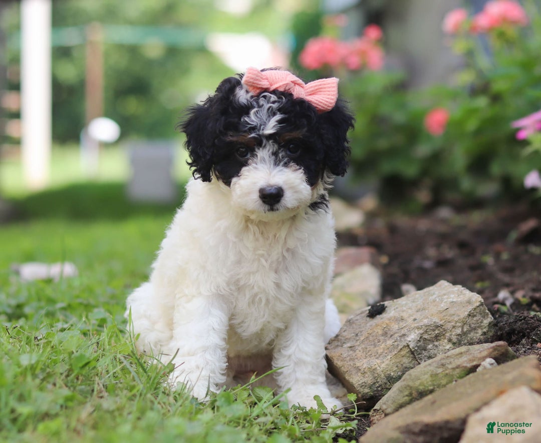 Mini Aussiedoodle dogs for sale: Sparkles - Image 7
