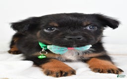 French Bulldog dogs for sale: Clyde - Image 4