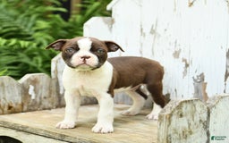 Boston Terrier dogs for sale: Hickory - Image 2