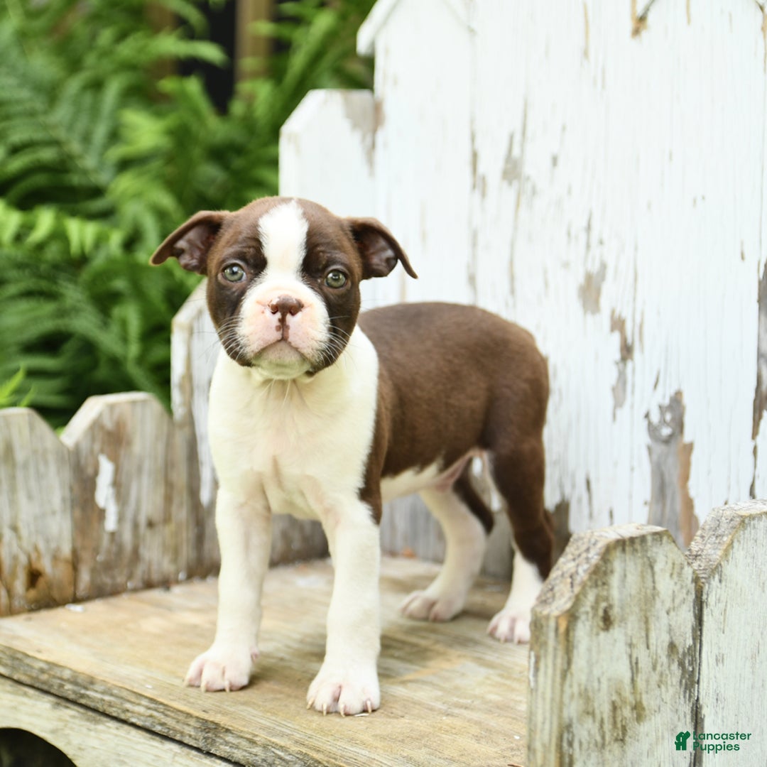 Boston Terrier dogs for sale: Hickory - Image 2