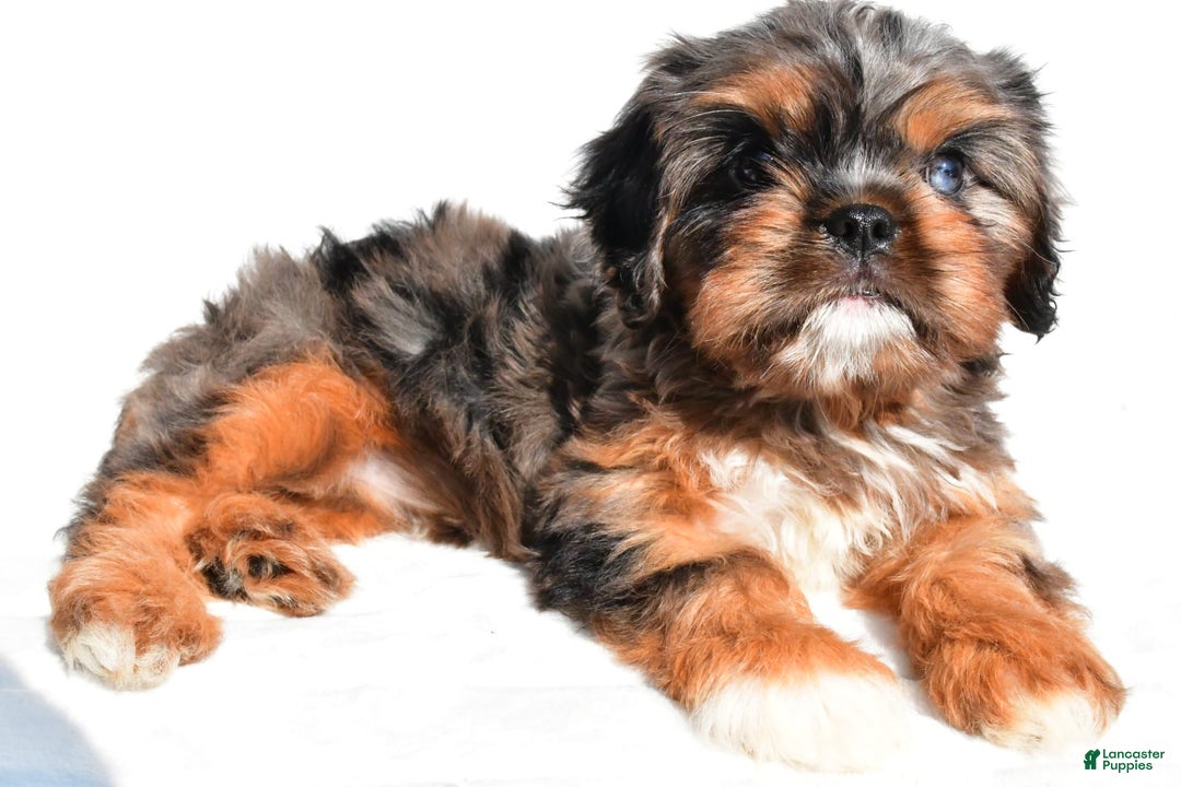 Cavapoo dogs for sale: Daisy - Image 8