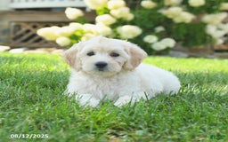 Mini Goldendoodle dogs for sale: Haven - Image 3
