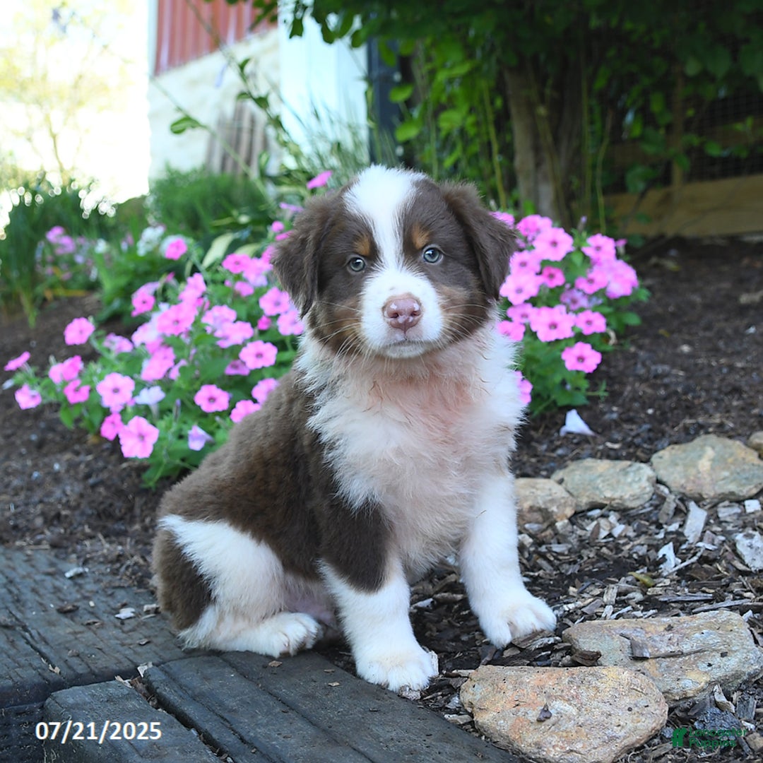 Australian Shepherd dogs for sale: Bruno - Image 1