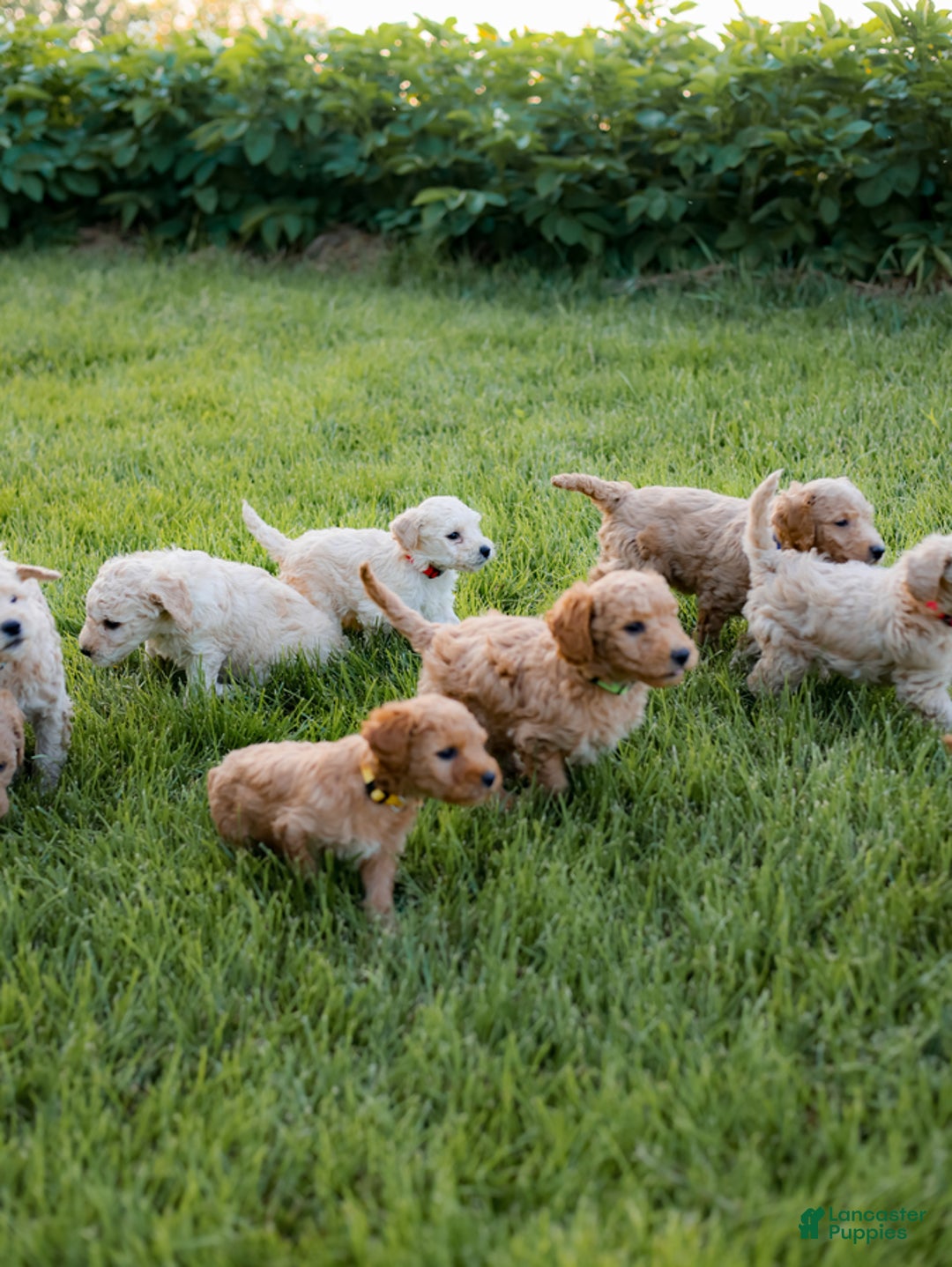 Mini Goldendoodle dogs for sale: Kenton - Image 1