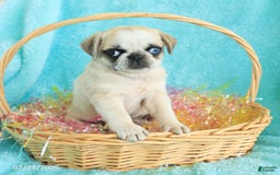 Pug dogs for sale: Penelope - Image 1