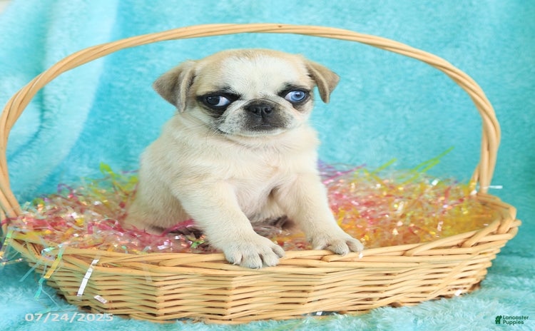 Pug dogs for sale - Ad 3