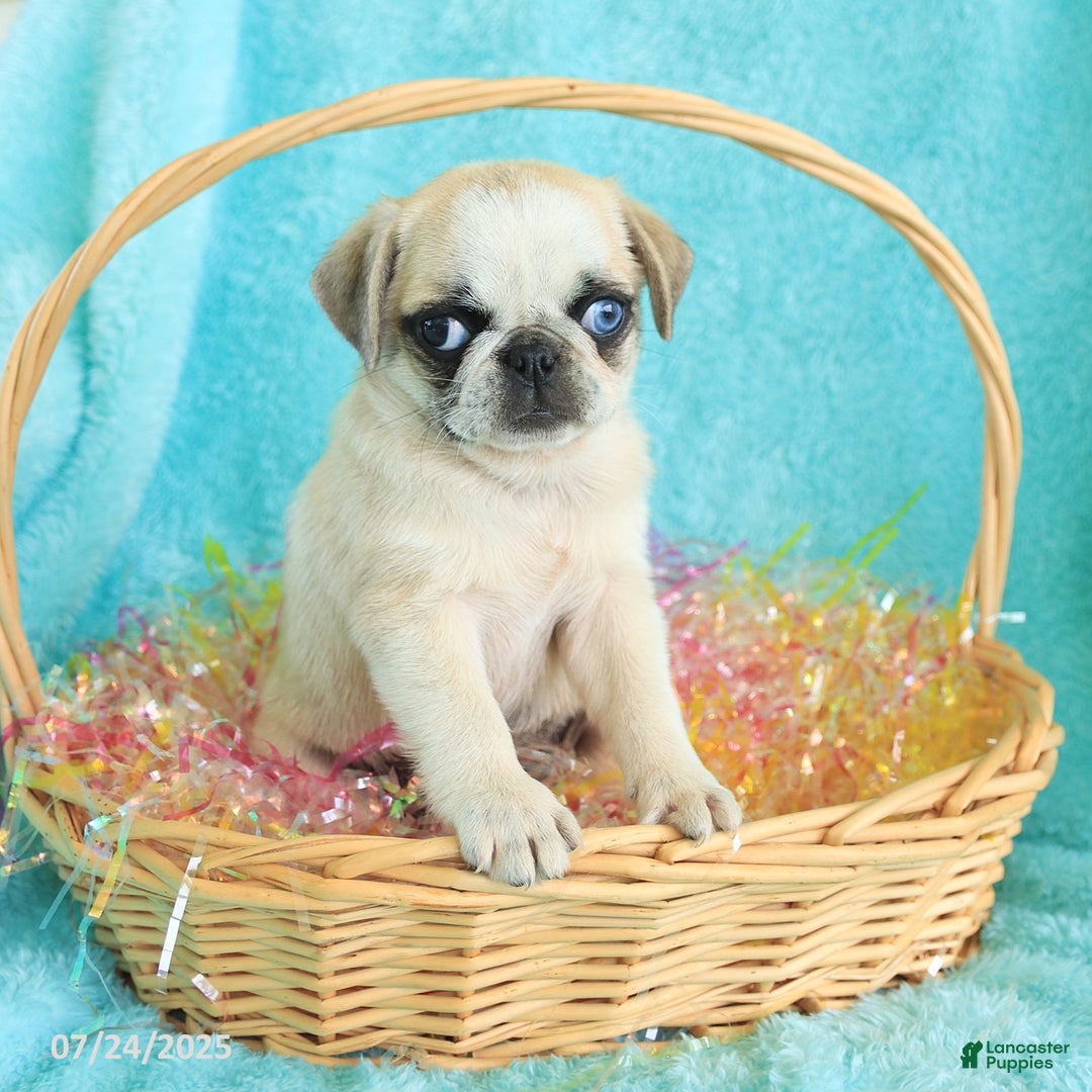 Pug dogs for sale: Penelope - Image 1