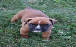 Boxer dogs for sale: Cody - Image 1