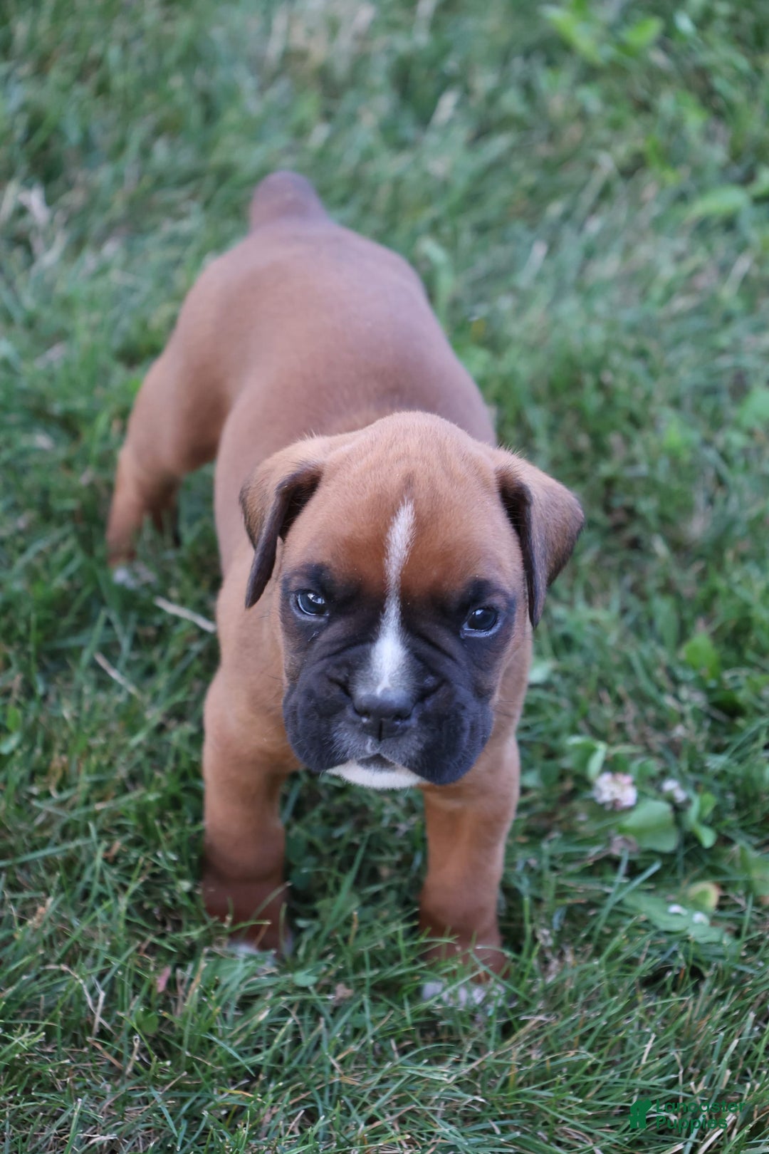 Boxer dogs for sale: Cody - Image 1