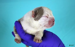 American Bully dogs for sale: Lilac/white Male - Image 2