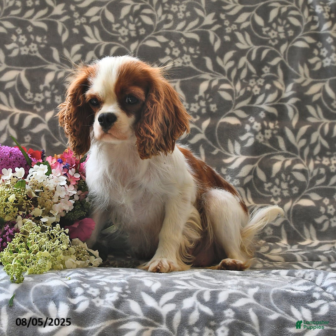 Cavapoo dogs for sale: Blazer - Image 6