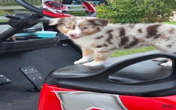 Australian Shepherd dogs for sale: Australian Shepherd 4 puppies - Image 2