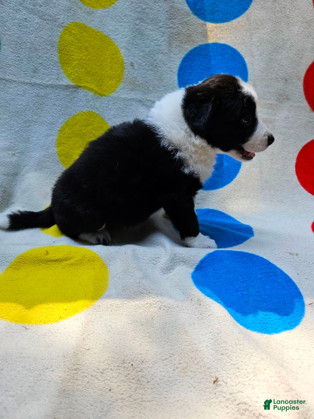 Border Collie dogs for sale: Bear - Image 9