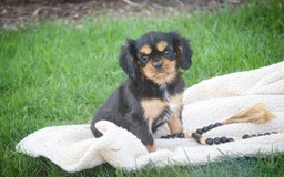Cavalier King Charles Spaniel dogs for sale: Pluto - Image 16