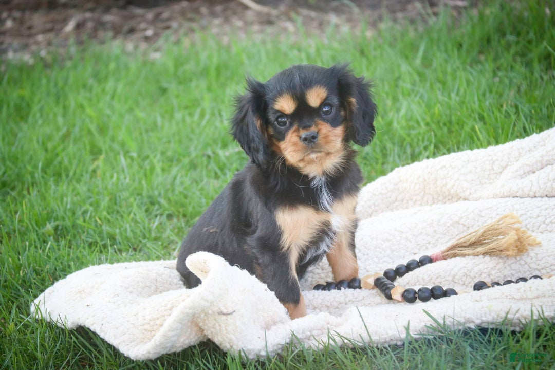 Cavalier King Charles Spaniel dogs for sale: Pluto - Image 16