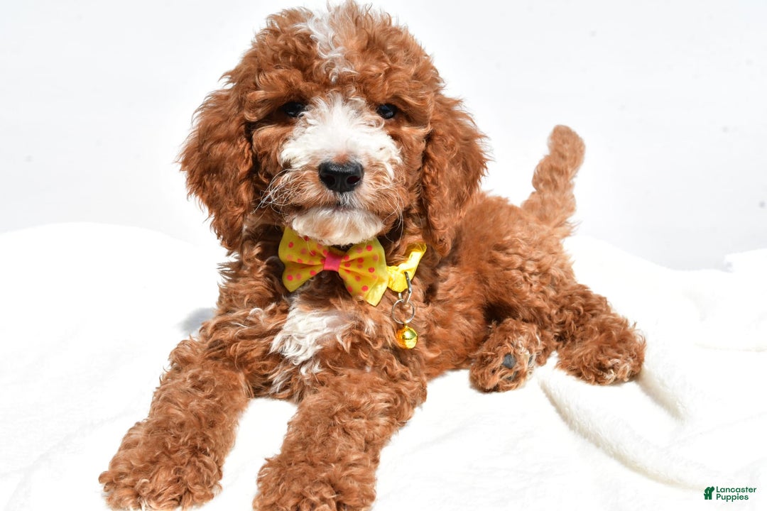  dogs for sale: Mini Goldendoodle 7 puppies - Image 4