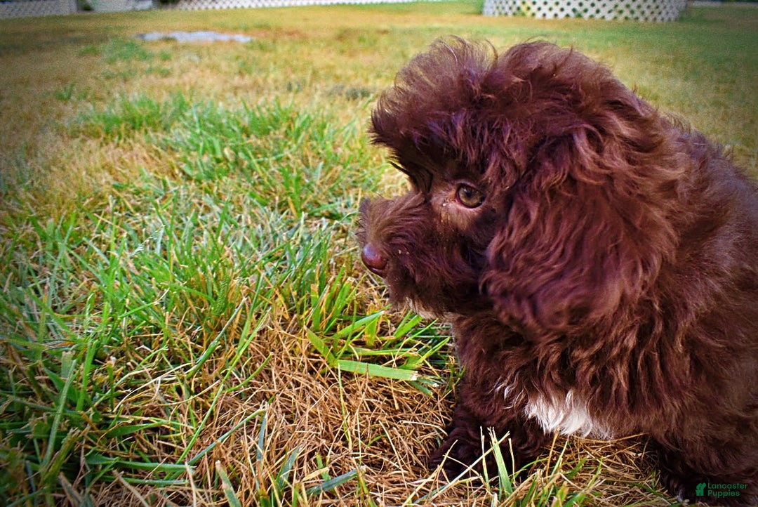 Havapoo dogs for sale: Karma - Image 14