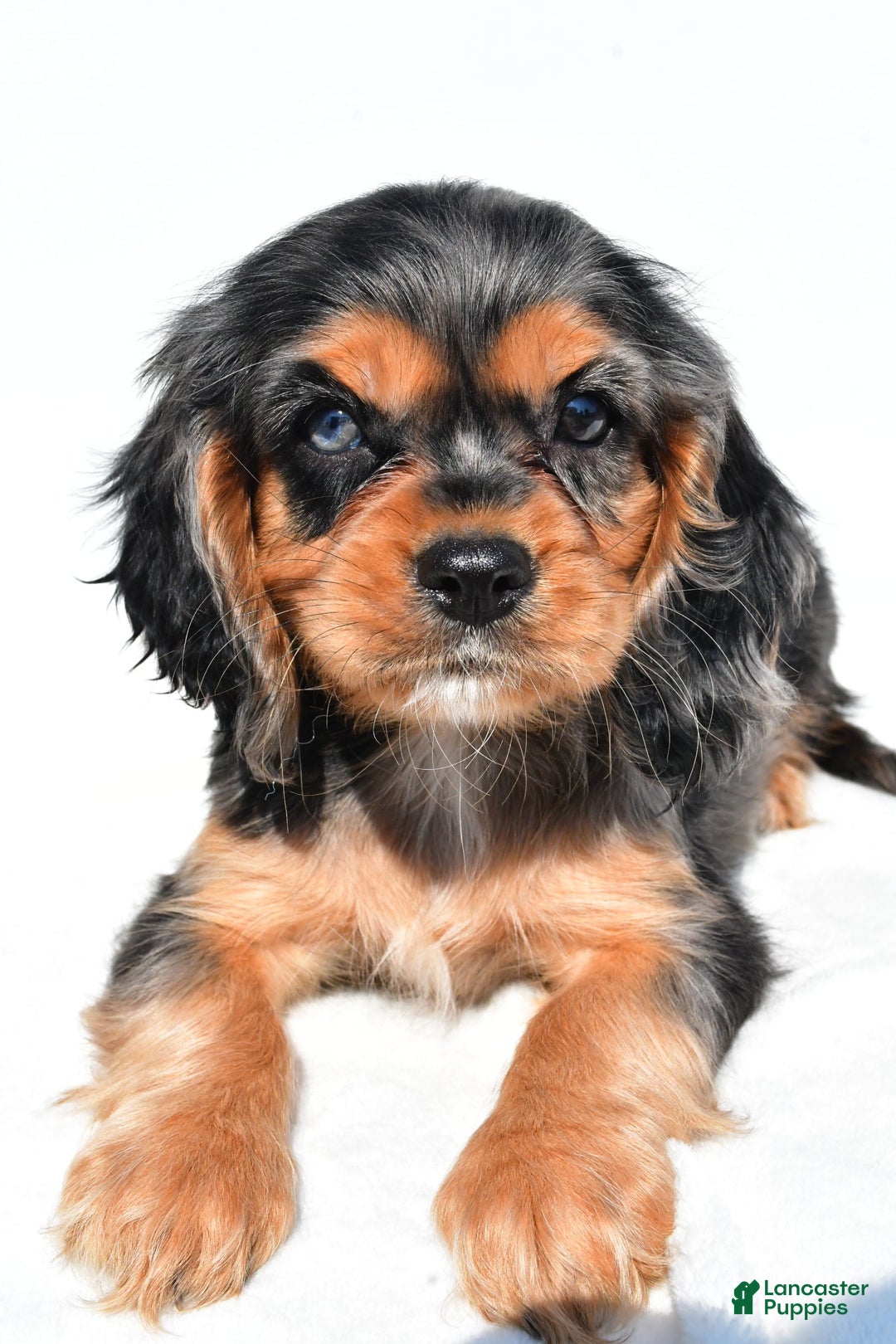 Cockalier dogs for sale: Vada - Image 5