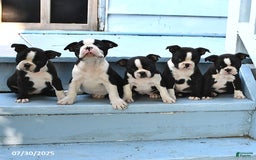 Boston Terrier dogs for sale: Daisy - Image 1