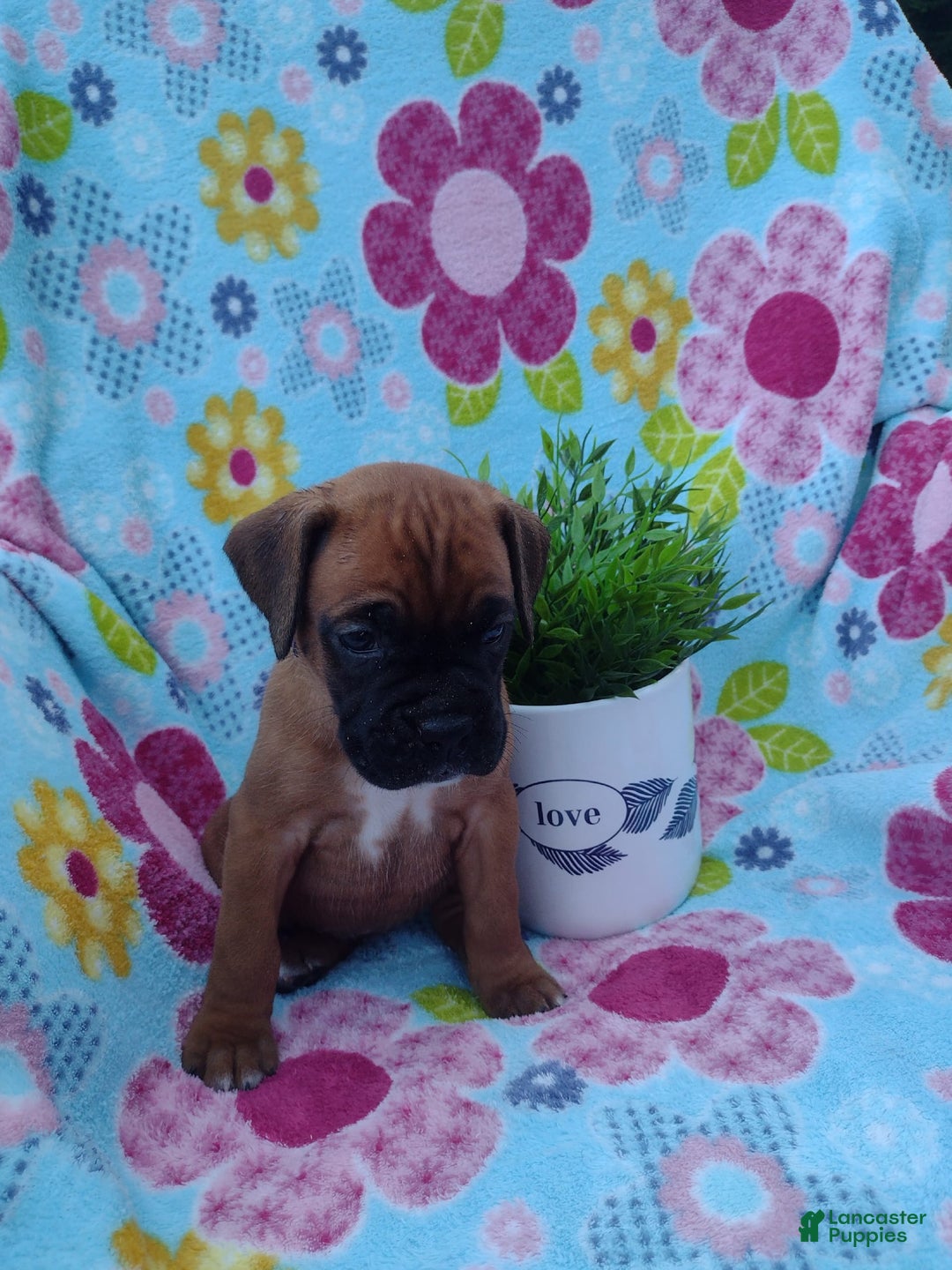 Boxer dogs for sale: Reta - Image 3