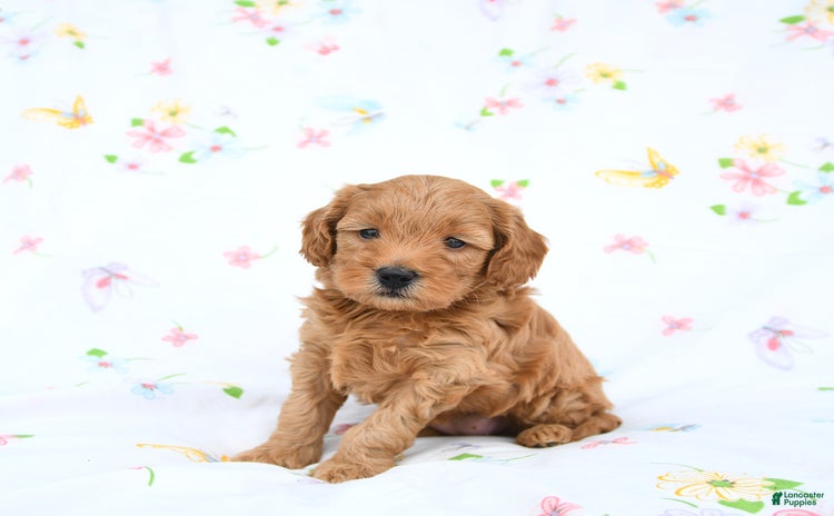 Mini Goldendoodle dogs for sale - Ad 1
