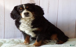 Miniature Bernese Mountain Dog dogs for sale: Gummybear - Image 11