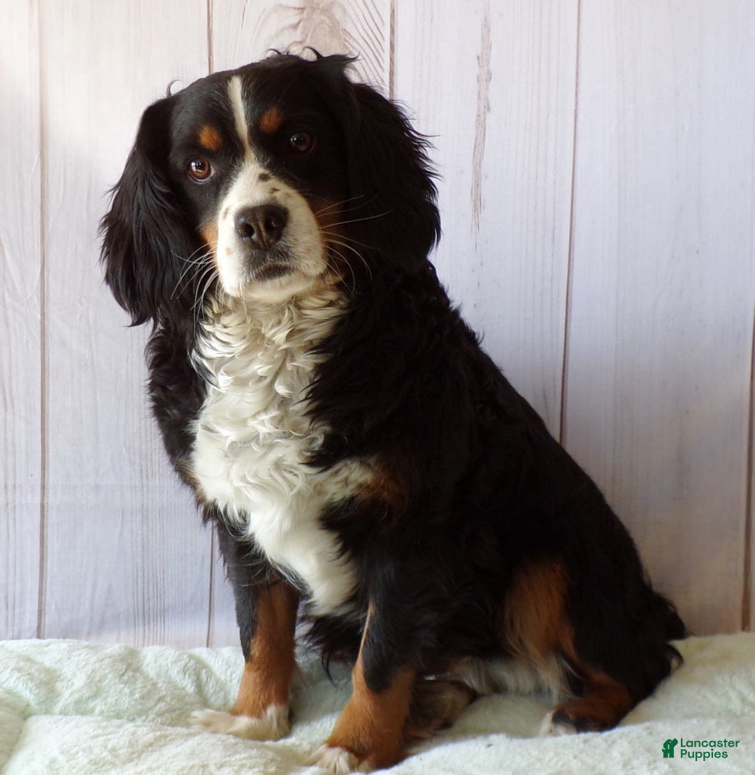 Miniature Bernese Mountain Dog dogs for sale: Gummybear - Image 11