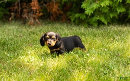 Miniature Dachshund dogs for sale: Buddy - Image 4