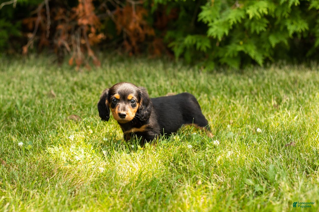 Miniature Dachshund dogs for sale: Buddy - Image 4