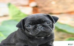Pug dogs for sale: Jemma - Image 3