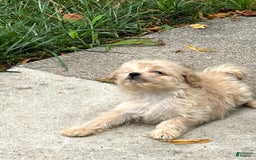 Havapoo dogs for sale: Tiny Saga - Image 2