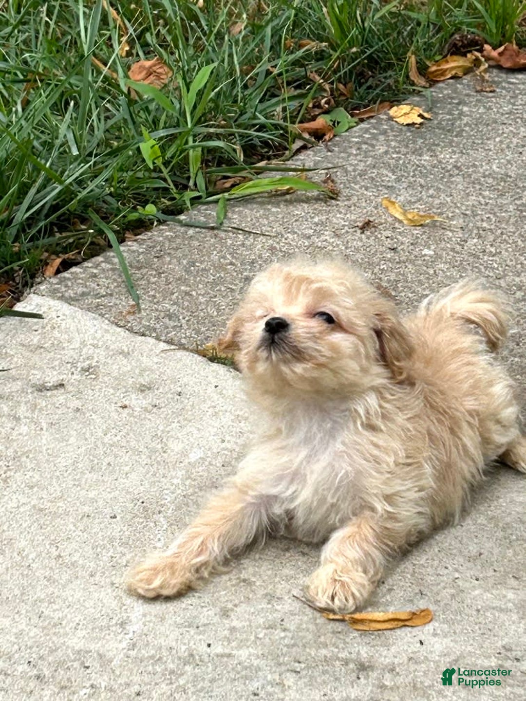 Havapoo dogs for sale: Tiny Saga - Image 2