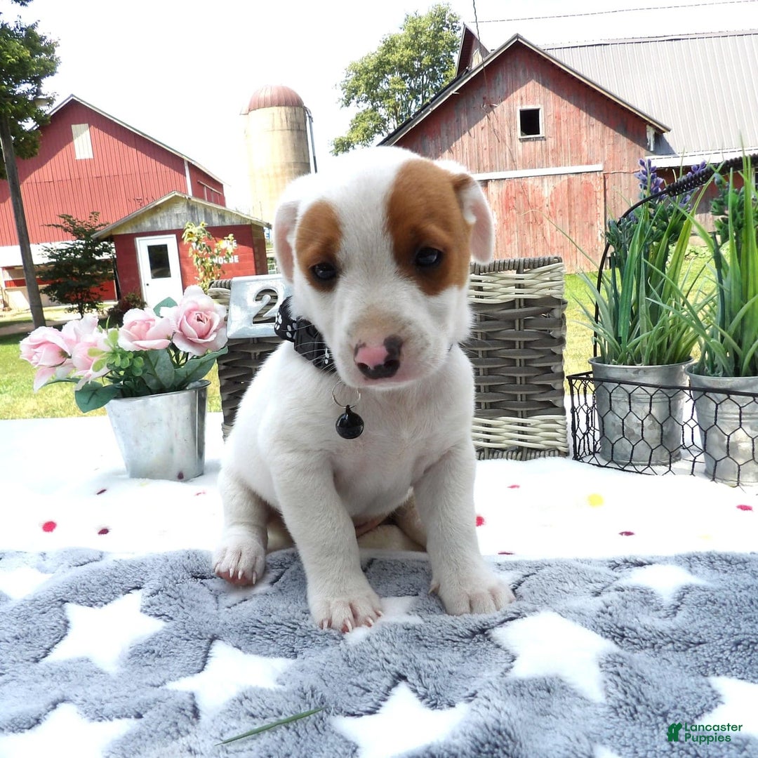 Jack Russell Terrier dogs for sale: Zippie - Image 3